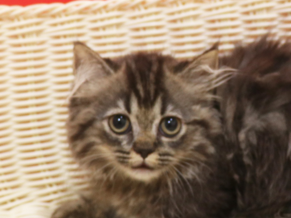 ミヌエットの子猫