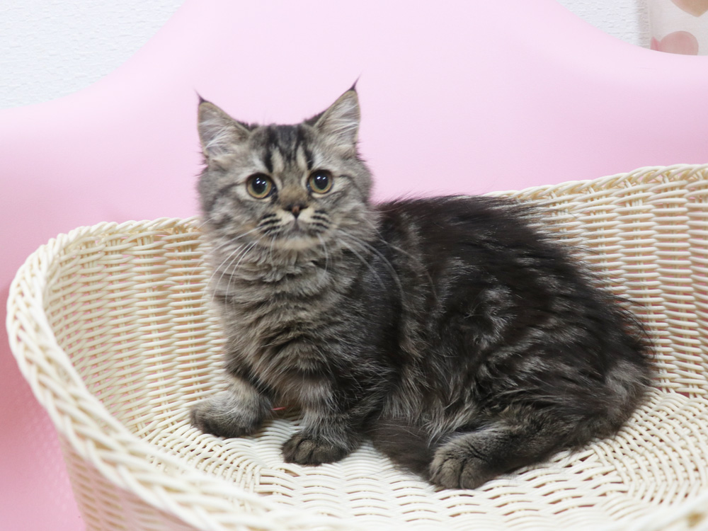 ミヌエットの子猫