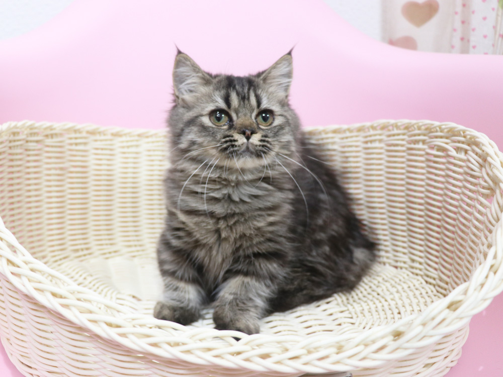 ミヌエットの子猫