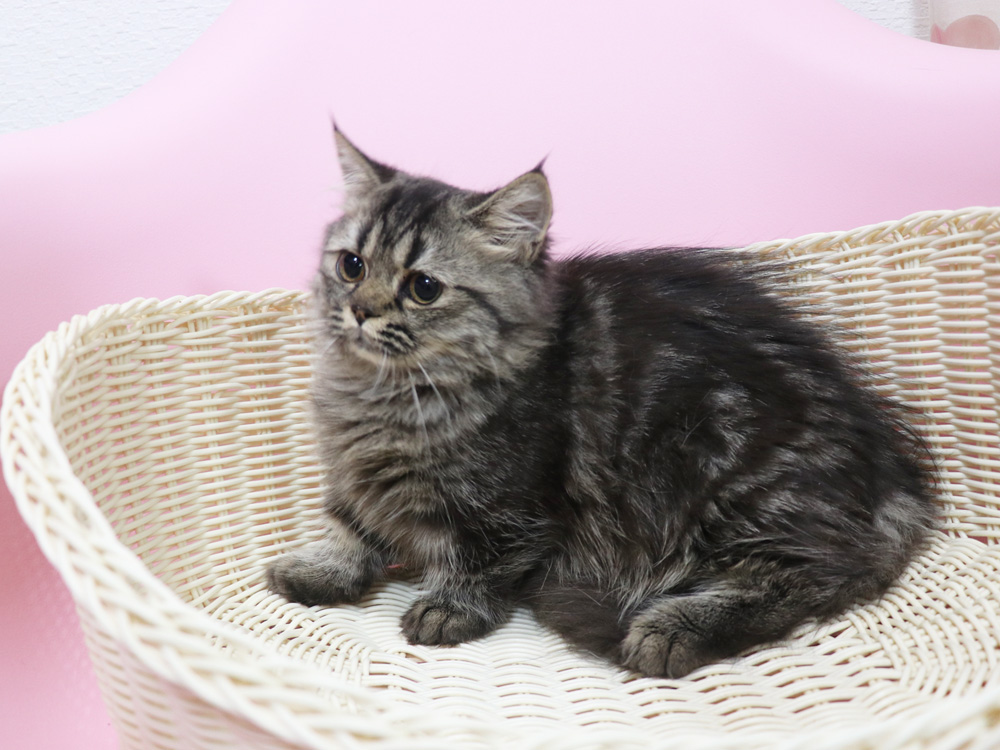 ミヌエットの子猫