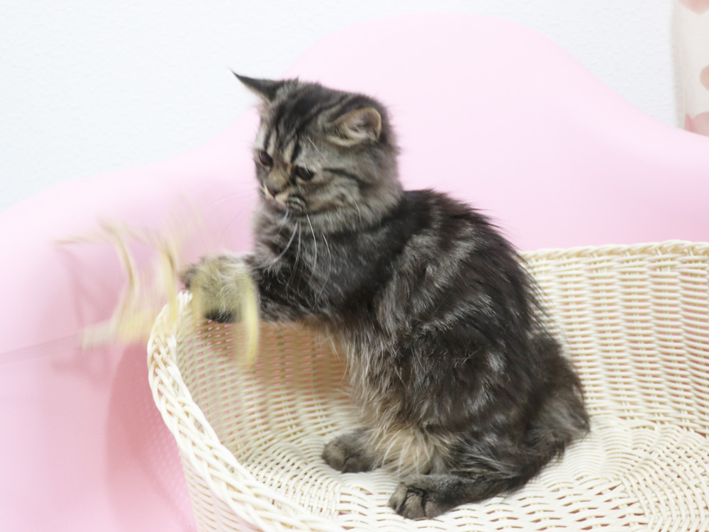 ミヌエットの子猫