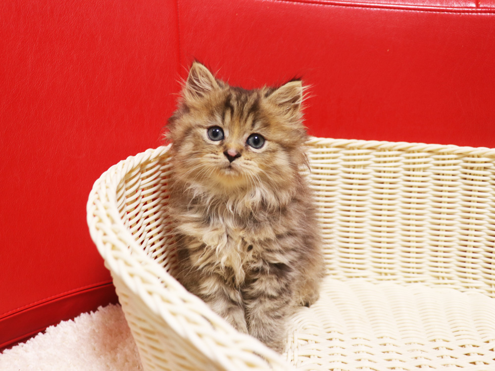 ミヌエットの子猫