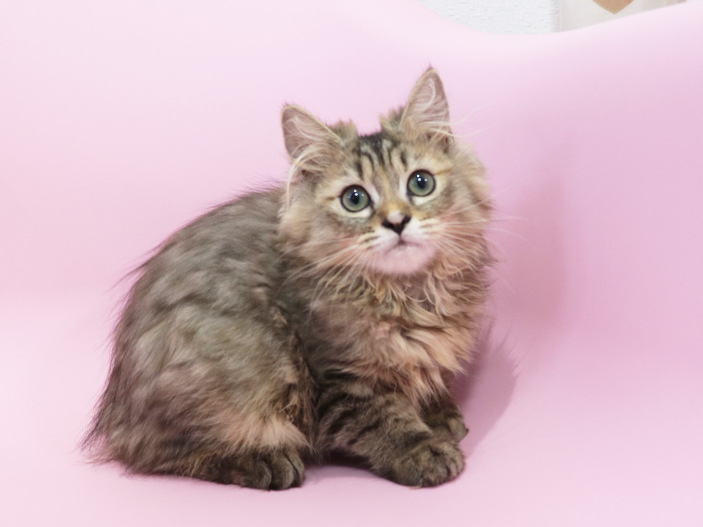 ミヌエットの子猫
