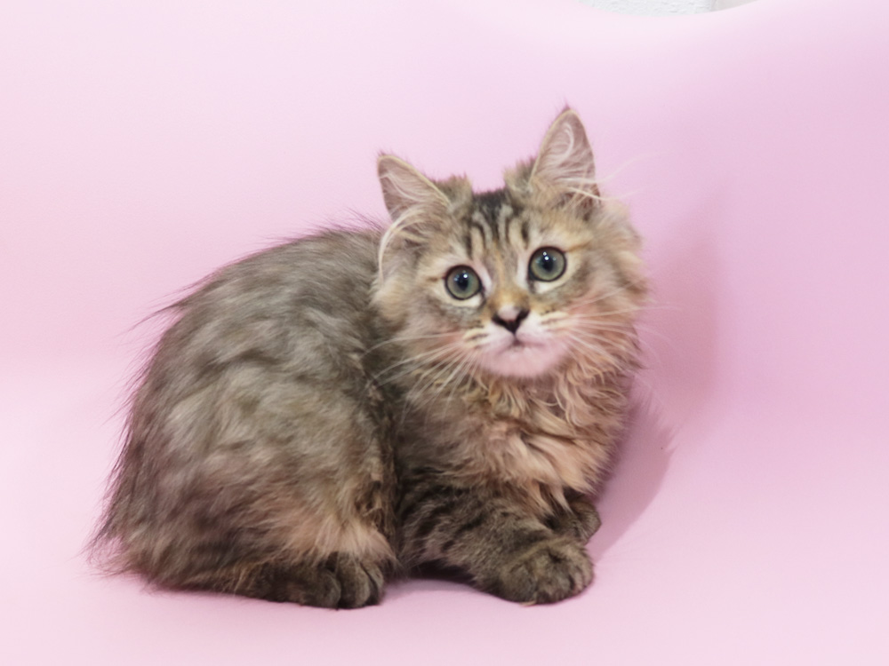 ミヌエットの子猫