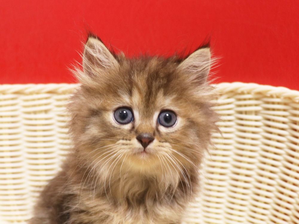 ミヌエットの子猫