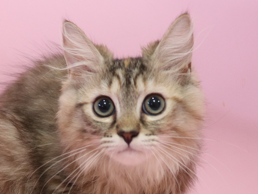 ミヌエットの子猫