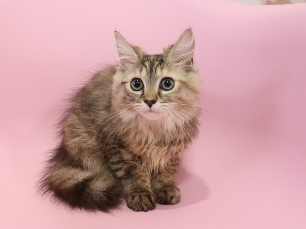 ミヌエットの子猫