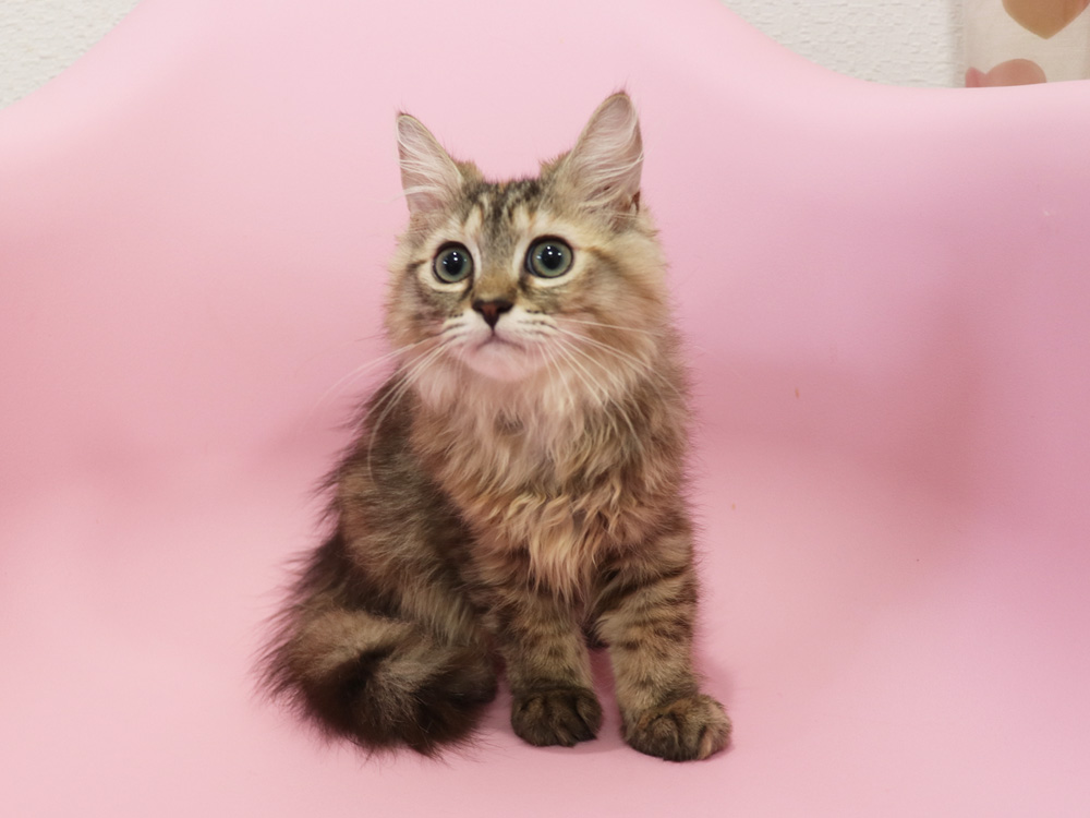 ミヌエットの子猫