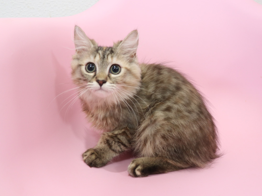 ミヌエットの子猫