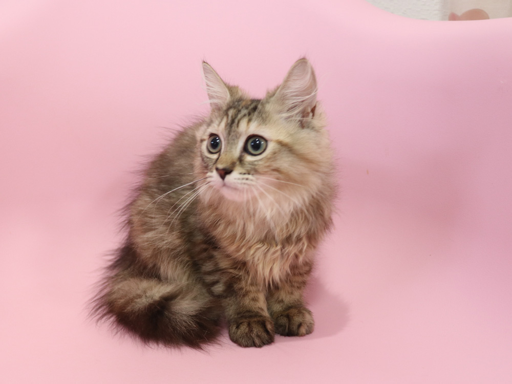 ミヌエットの子猫