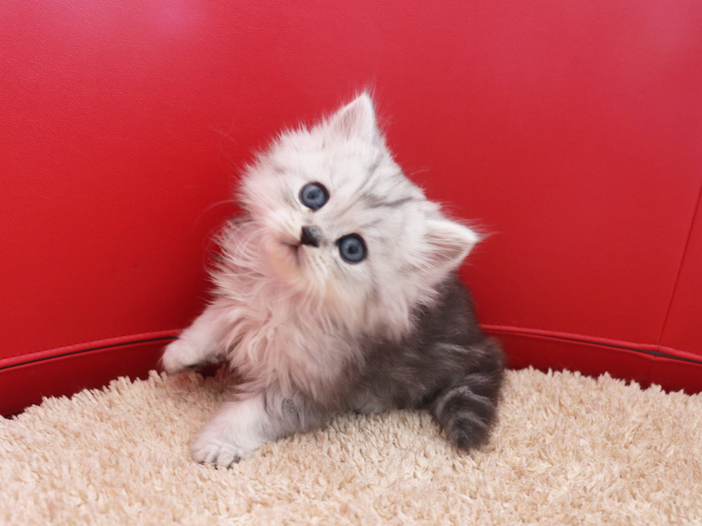 ミヌエットの子猫