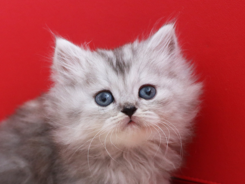 ミヌエットの子猫