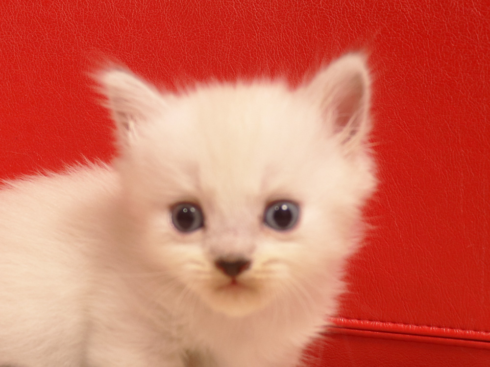 ミヌエットの子猫