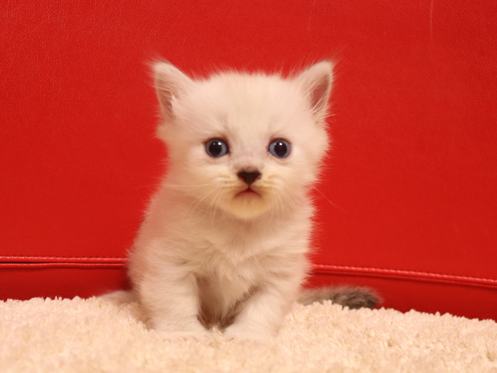 ミヌエットの子猫