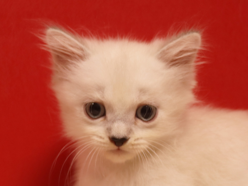 ミヌエットの子猫