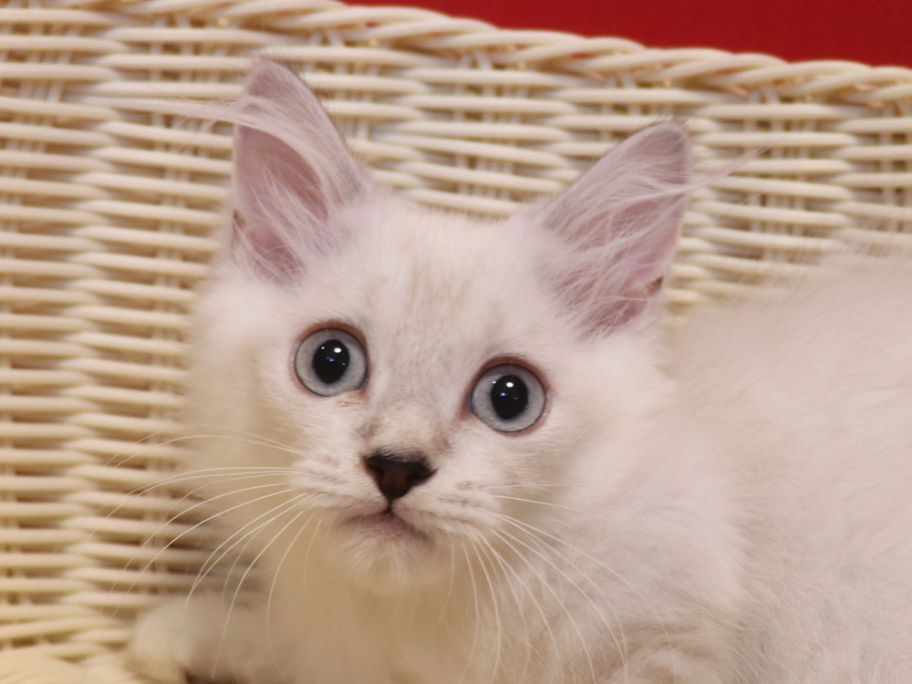 ミヌエットの子猫