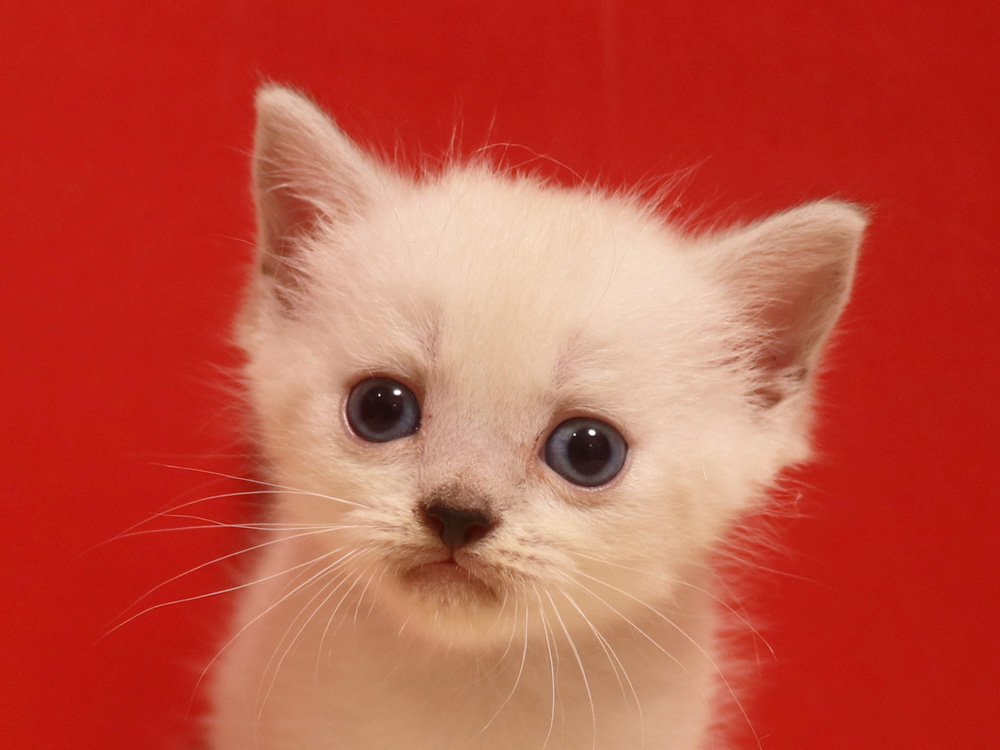 ミヌエットの子猫