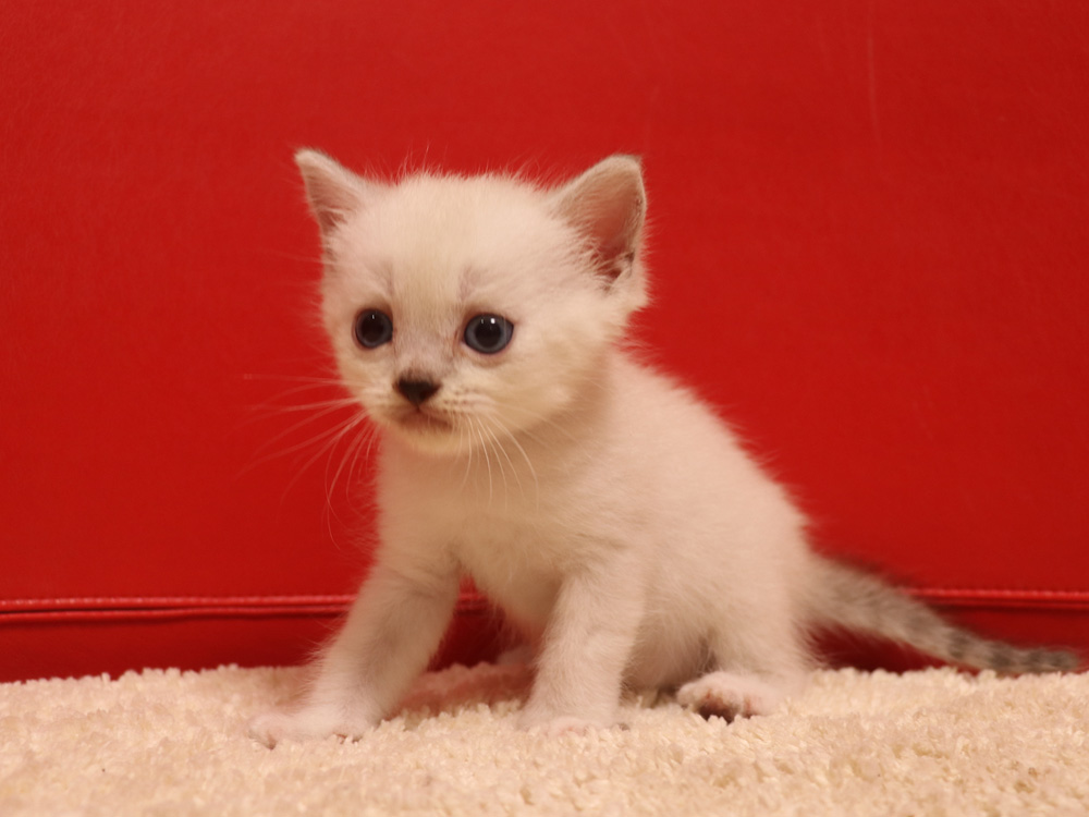 ミヌエットの子猫