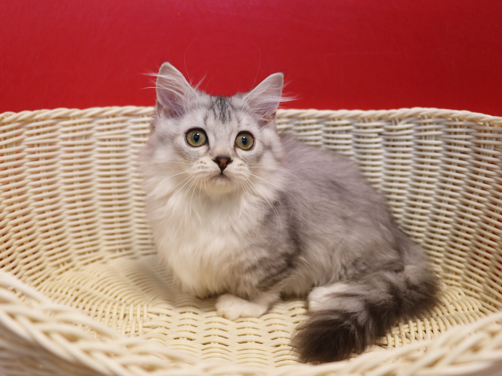 ミヌエットの子猫