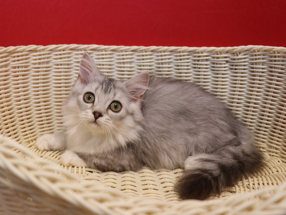 ミヌエットの子猫