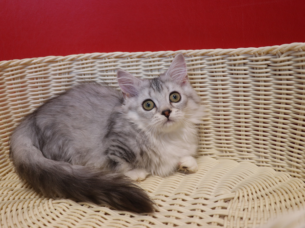 ミヌエットの子猫