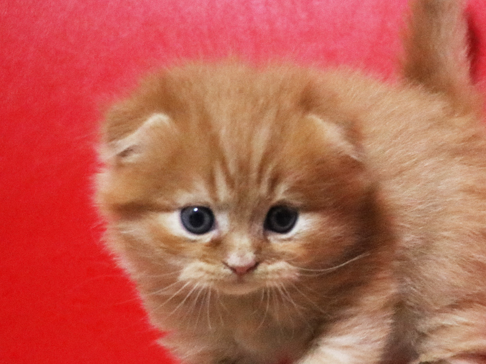 ミヌエットの子猫
