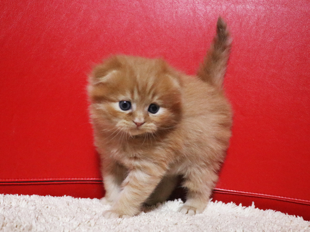 ミヌエットの子猫