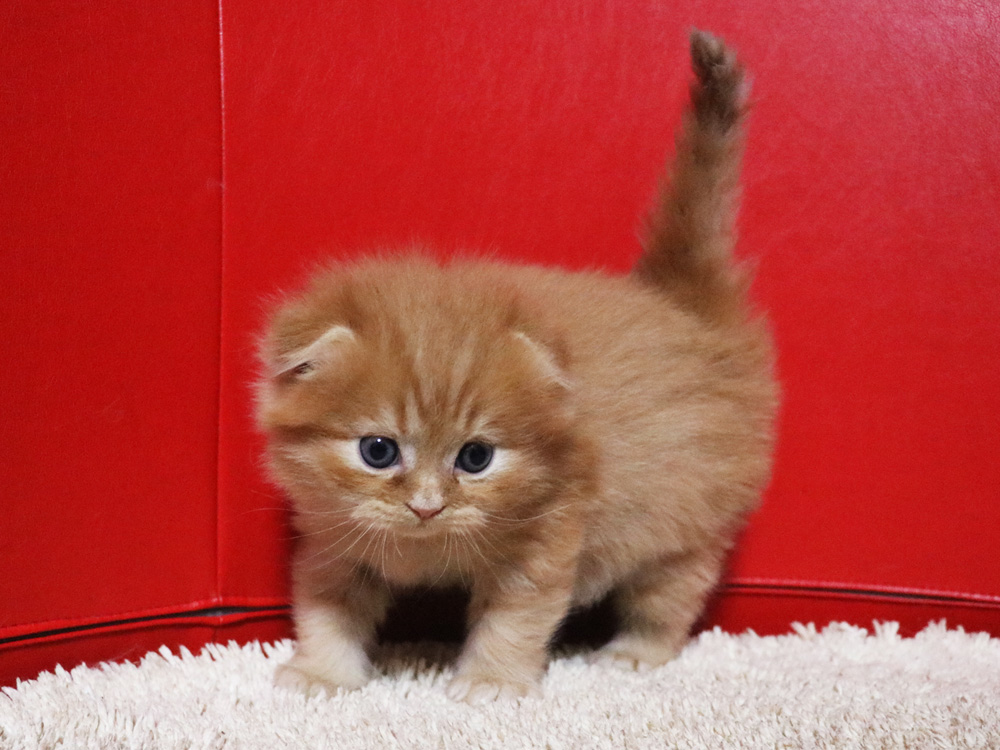 ミヌエットの子猫