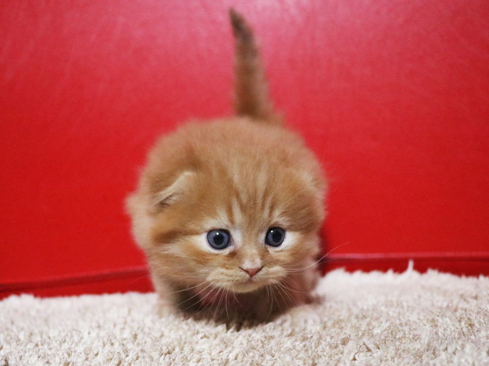 ミヌエットの子猫