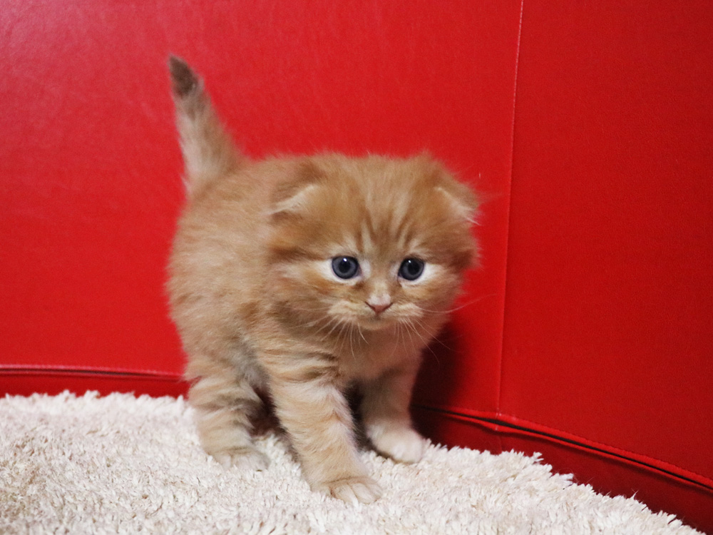 ミヌエットの子猫