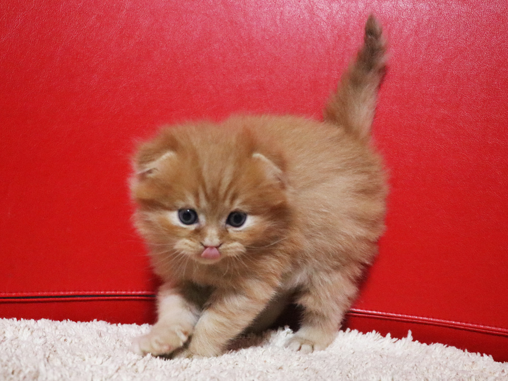 ミヌエットの子猫