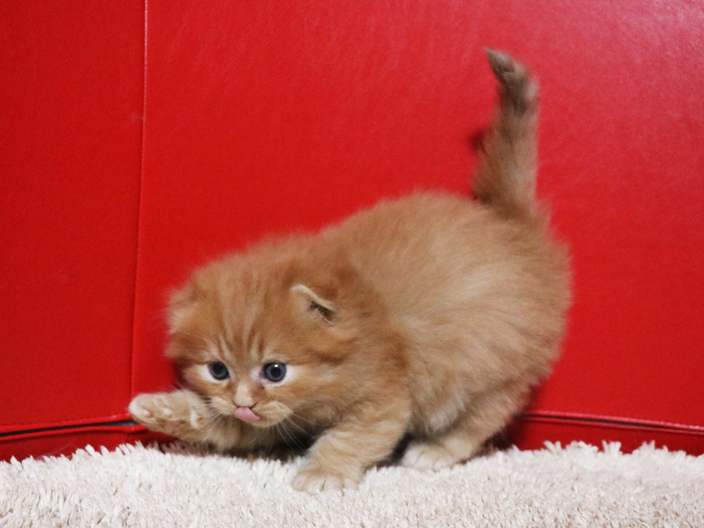 ミヌエットの子猫