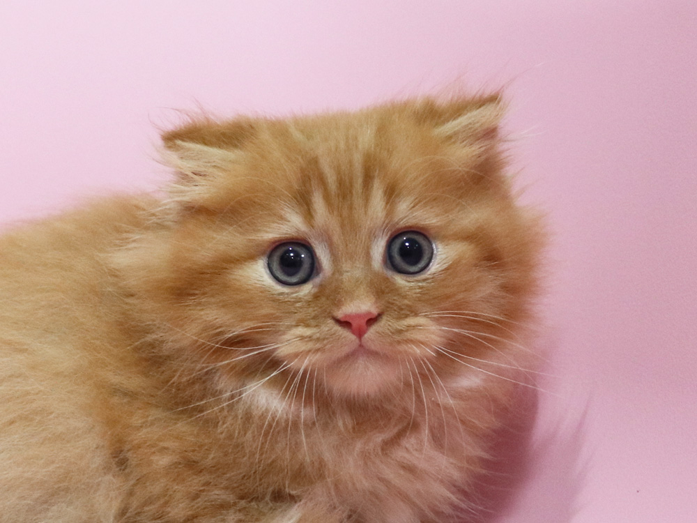 ミヌエットの子猫