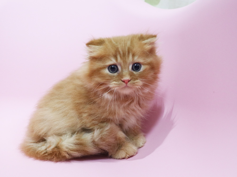 ミヌエットの子猫