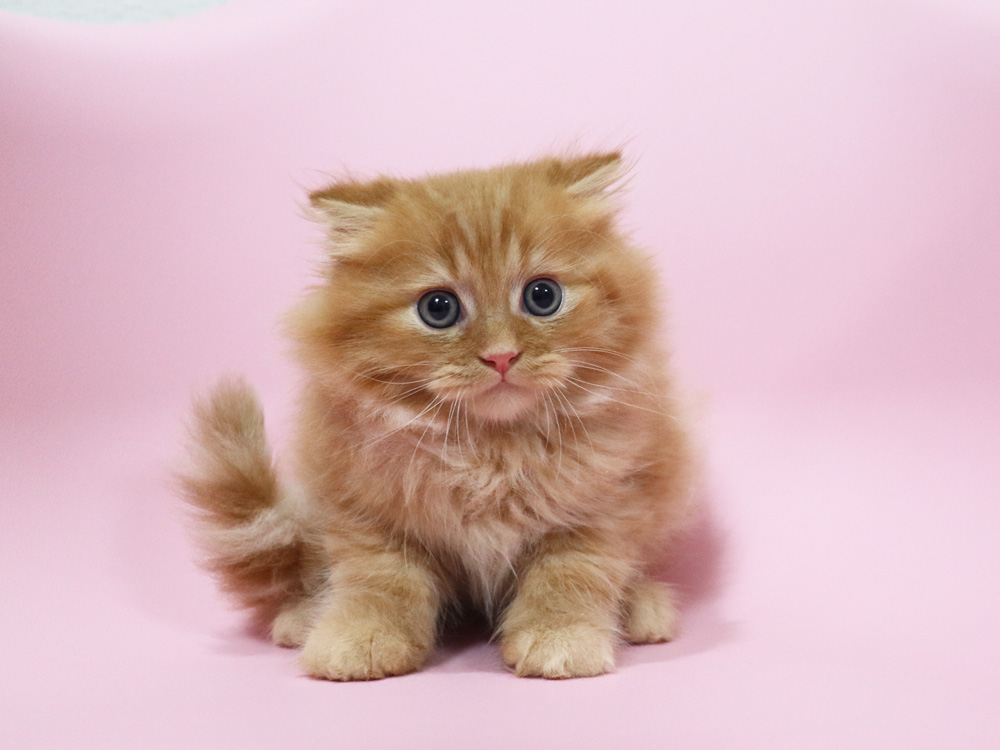 ミヌエットの子猫