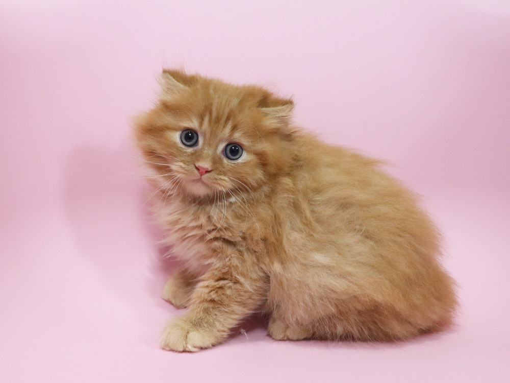 ミヌエットの子猫