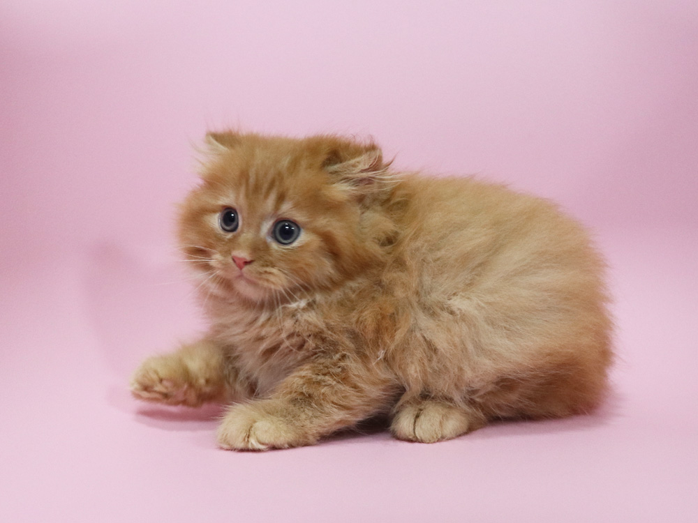 ミヌエットの子猫