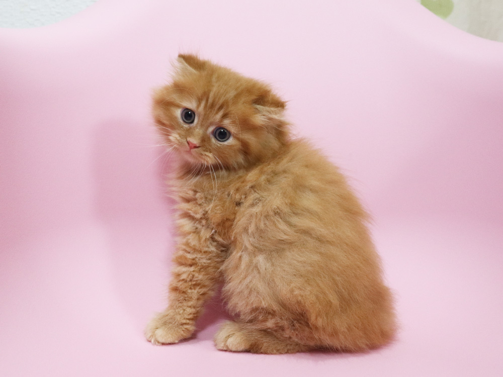 ミヌエットの子猫