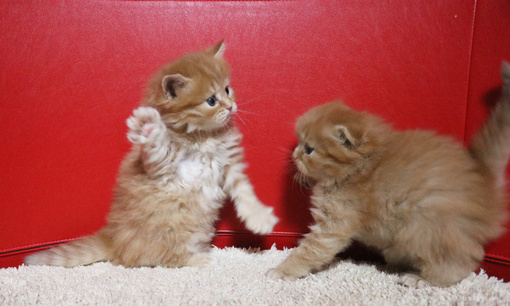 ミヌエットの子猫