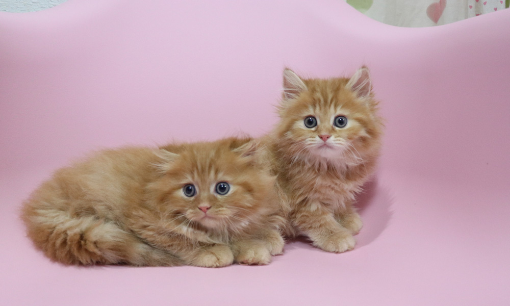 ミヌエットの子猫