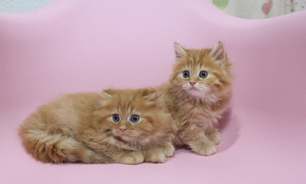 ミヌエットの子猫