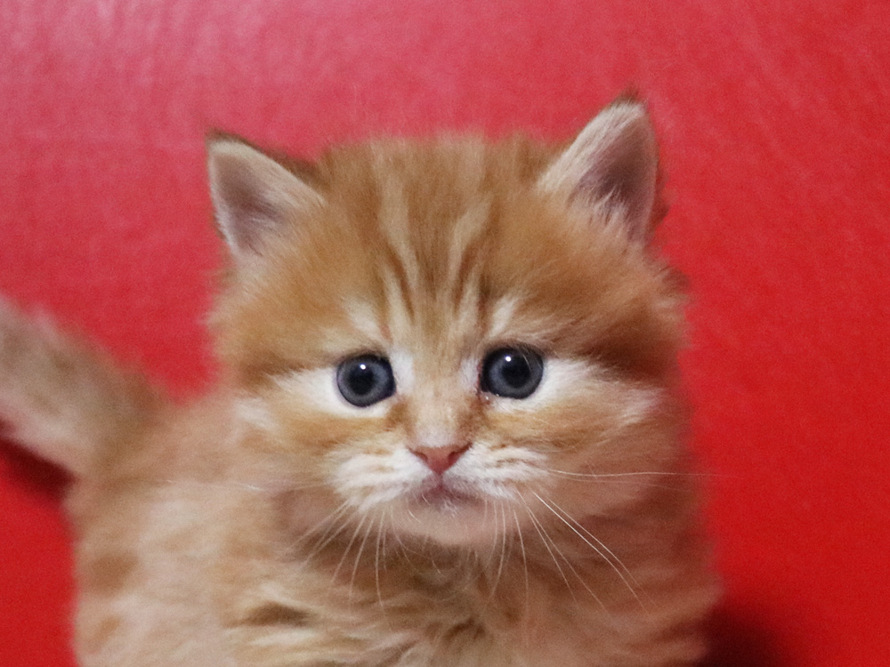 ミヌエットの子猫