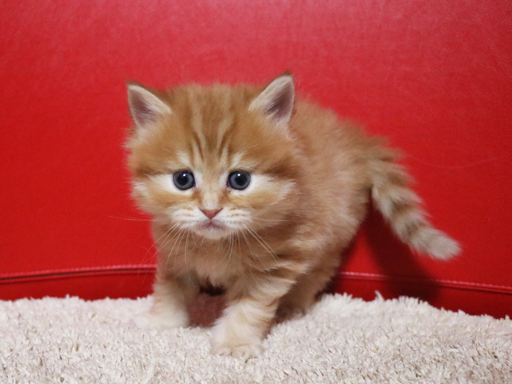 ミヌエットの子猫