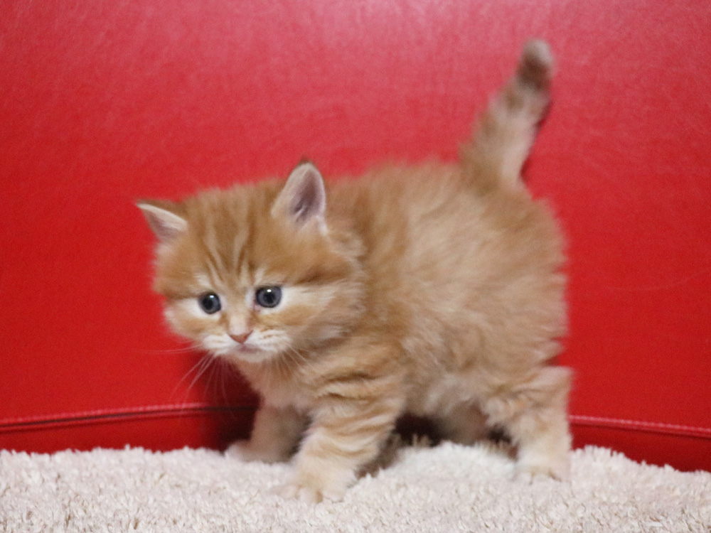 ミヌエットの子猫