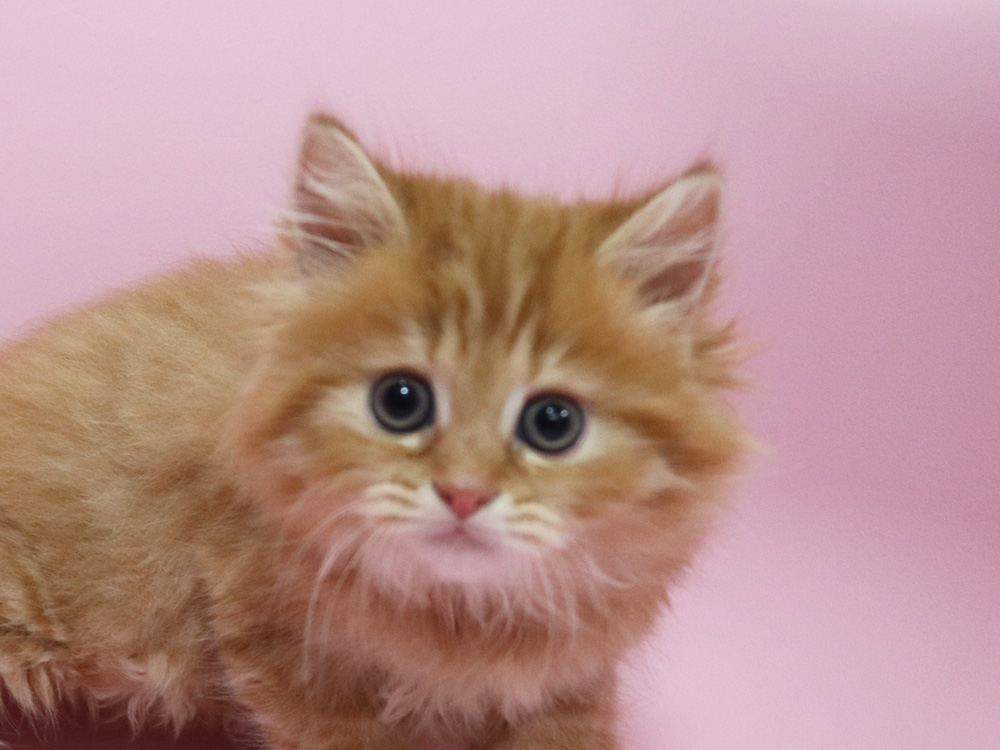 ミヌエットの子猫