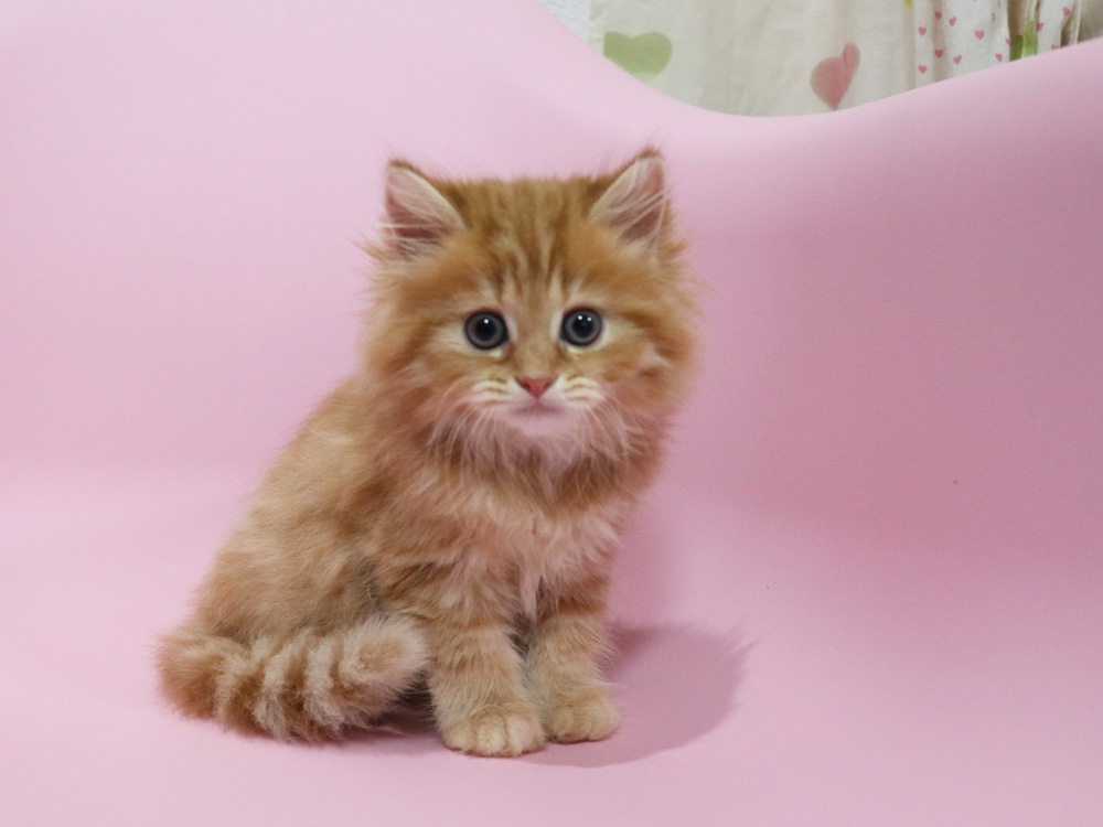 ミヌエットの子猫