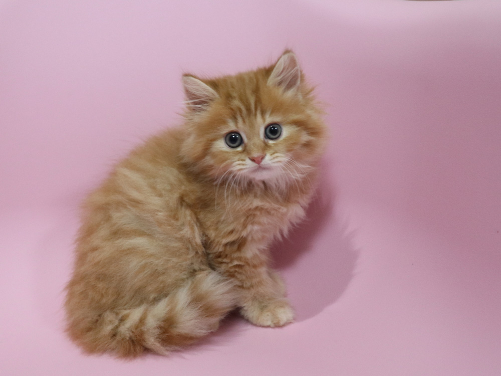 ミヌエットの子猫