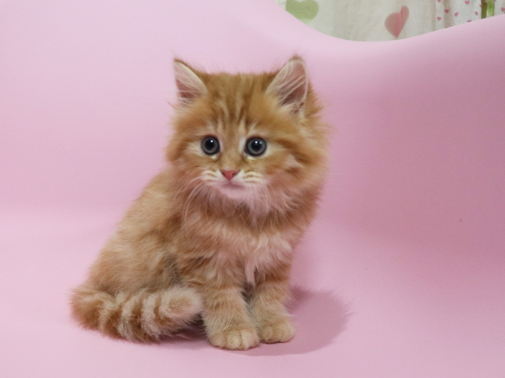 ミヌエットの子猫