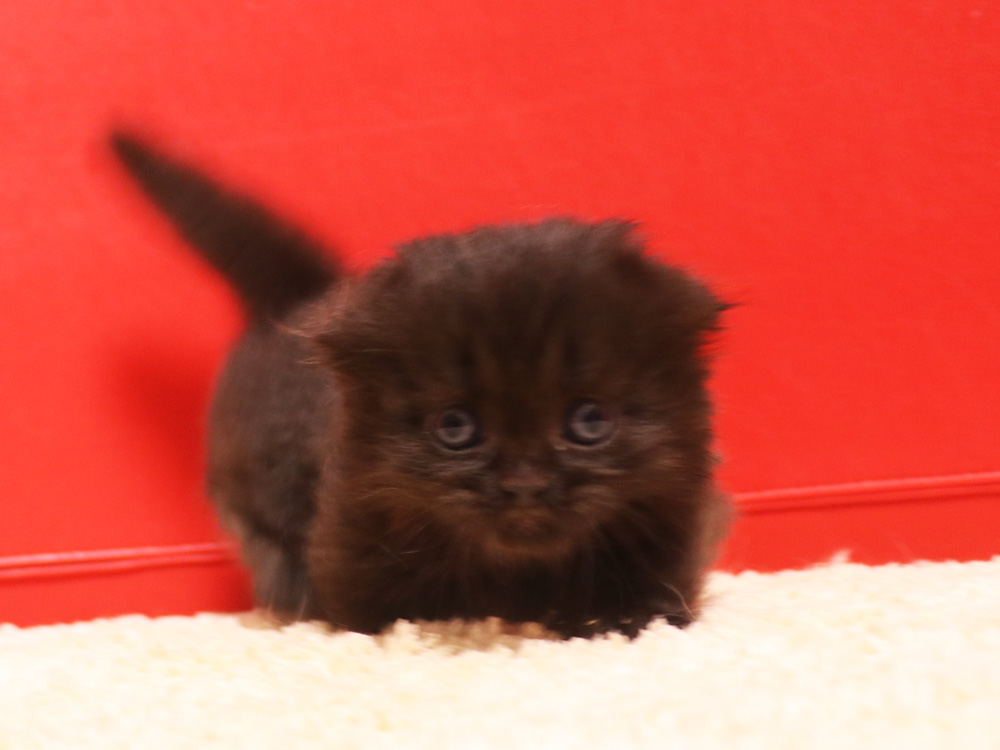 ミヌエットの子猫