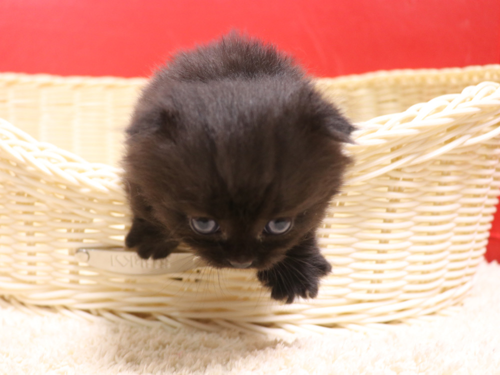 ミヌエットの子猫
